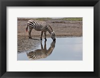 Framed Burchell's Zebra, Lake Nakuru National Park, Kenya