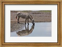 Framed Burchell's Zebra, Lake Nakuru National Park, Kenya
