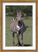 Framed Zebra, Maasai Mara, Kenya