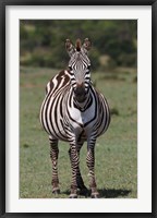 Framed Zebra, Maasai Mara, Kenya