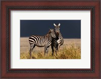 Framed Burchell's Zebra, Maasai Mara, Kenya