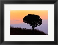 Framed Candelabra Tree, sunrise, Ngorongoro Crater, Tanzania