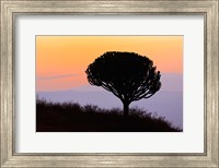 Framed Candelabra Tree, sunrise, Ngorongoro Crater, Tanzania