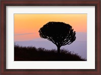 Framed Candelabra Tree, sunrise, Ngorongoro Crater, Tanzania