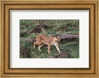 Framed Caracal wildlife, Maasai Mara, Kenya