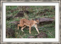 Framed Caracal wildlife, Maasai Mara, Kenya