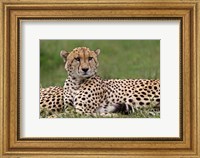 Framed Cheetah resting, Maasai Mara, Kenya