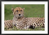 Framed Cheetah resting, Maasai Mara, Kenya