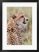 Framed Cheetah profile, Maasai Mara, Kenya