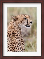 Framed Cheetah profile, Maasai Mara, Kenya
