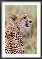 Framed Cheetah profile, Maasai Mara, Kenya