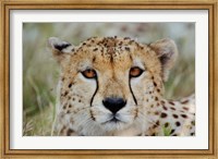 Framed Head of a Cheetah, Masai Mara Game Reserve, Kenya