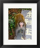 Framed China, Zhangjiajie National Forest, Rhesus Macaque