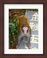 Framed China, Zhangjiajie National Forest, Rhesus Macaque