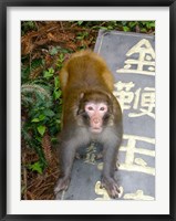 Framed China, Zhangjiajie National Forest, Rhesus Macaque