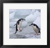 Framed Chinstrap Penguins on ice, Antarctica