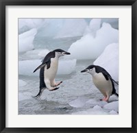 Framed Chinstrap Penguins on ice, Antarctica
