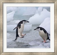 Framed Chinstrap Penguins on ice, Antarctica