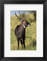 Framed Common Waterbuck wildlife, Maasai Mara, Kenya