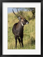 Framed Common Waterbuck wildlife, Maasai Mara, Kenya