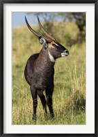 Framed Common Waterbuck wildlife, Maasai Mara, Kenya