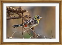 Framed D'Arnaud's Barbet bird, Samburu Reserve, Kenya