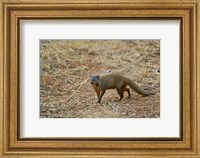 Framed Dwarf Mongoose, Samburu Game Reserve, Kenya