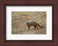 Framed Dwarf Mongoose, Samburu Game Reserve, Kenya