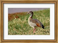Framed Egyptian Goose, Samburu Game Reserve, Kenya