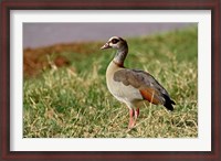 Framed Egyptian Goose, Samburu Game Reserve, Kenya