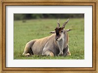 Framed Eland (Taurotragus oryx) Kenya's largest antelope