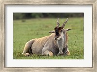 Framed Eland (Taurotragus oryx) Kenya's largest antelope