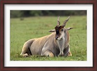 Framed Eland (Taurotragus oryx) Kenya's largest antelope