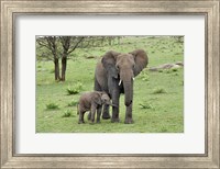 Framed Female African Elephant with baby, Serengeti National Park, Tanzania
