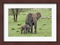 Framed Female African Elephant with baby, Serengeti National Park, Tanzania