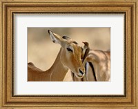 Framed Female Impala with Red-billed Oxpecker, Samburu Game Reserve, Kenya