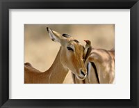 Framed Female Impala with Red-billed Oxpecker, Samburu Game Reserve, Kenya