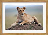 Framed Female lion on termite mound, Maasai Mara, Kenya