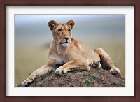 Framed Female lion on termite mound, Maasai Mara, Kenya