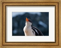 Framed Gentoo Penguin chick, Neko Harbor, Antarctica