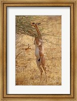 Framed Gerenuk antelope, Samburu Game Reserve, Kenya