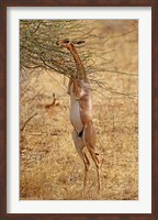 Framed Gerenuk antelope, Samburu Game Reserve, Kenya
