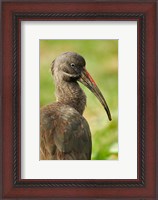 Framed Hadada Ibis bird, Samburu National Reserve, Kenya
