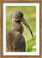 Framed Hadada Ibis bird, Samburu National Reserve, Kenya