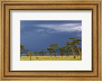 Framed Herd of male Impala, Lake Nakuru, Lake Nakuru National Park, Kenya
