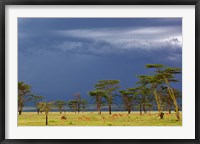 Framed Herd of male Impala, Lake Nakuru, Lake Nakuru National Park, Kenya