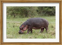 Framed Hippopotamus near riverside, Maasai Mara, Kenya