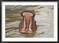 Framed Hippopotamus threat, Mara River, Maasai Mara, Kenya