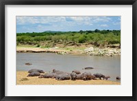 Framed Hippopotamus, Mara River, Serengeti NP, Tanzania