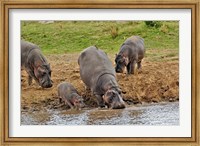 Framed Hippopotamus, Serengeti National Park, Tanzania